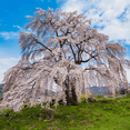 thumbnail image 3 of Weeping Yoshino Cherry Tree – Graceful Cascading Branches, Soft Pink Spring Blossoms, Ornamental Flowering Tree, Zones 5–8, 3 of 6