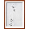 thumbnail image 2 of Snow Leopard Tracks, Framed Art Print Wall Art Sold by Art.Com, 2 of 6