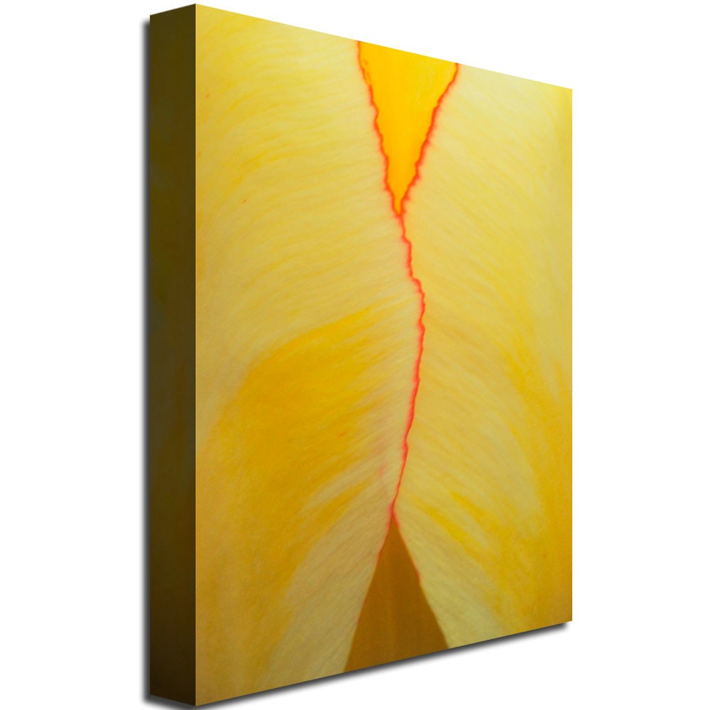 Trademark Art "Tulip Abstract" Canvas Art by Kurt Shaffer