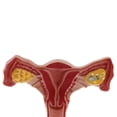 thumbnail image 4 of 1:1 Human Female Uterus Ovary Fallopian Tubes Anatomical Human Anatomy Teaching, 4 of 5