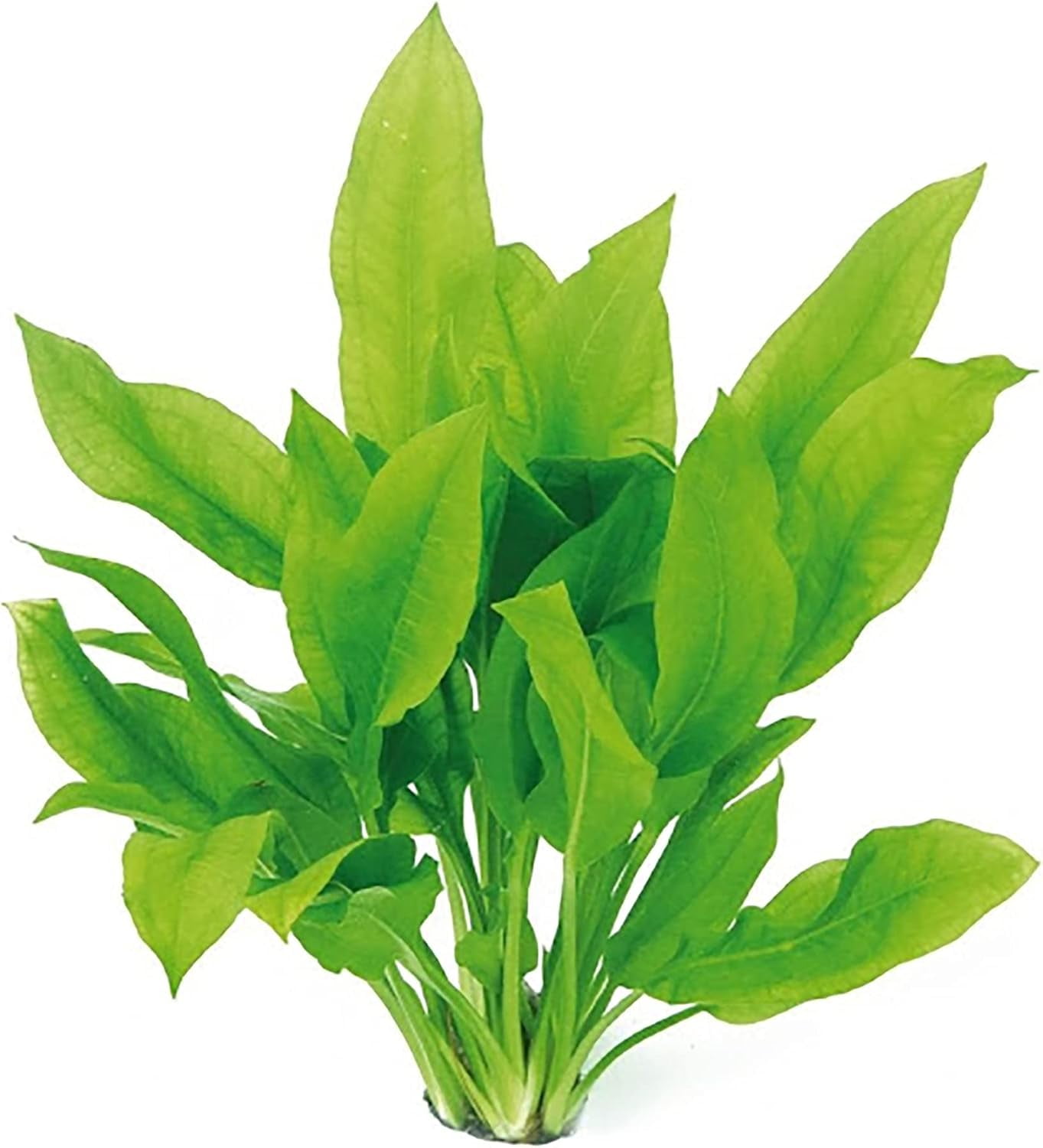 Amazon Sword Echinodorus Bleheri Medium Live Aquarium Plants BUY2 GET1 FREE