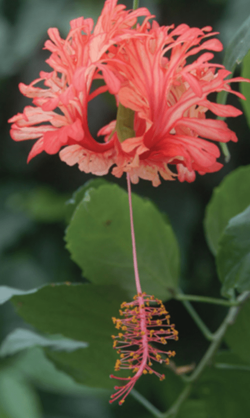 Hibiscus 'Japanese Lantern', Hibiscus schizopetalus live plant, 1