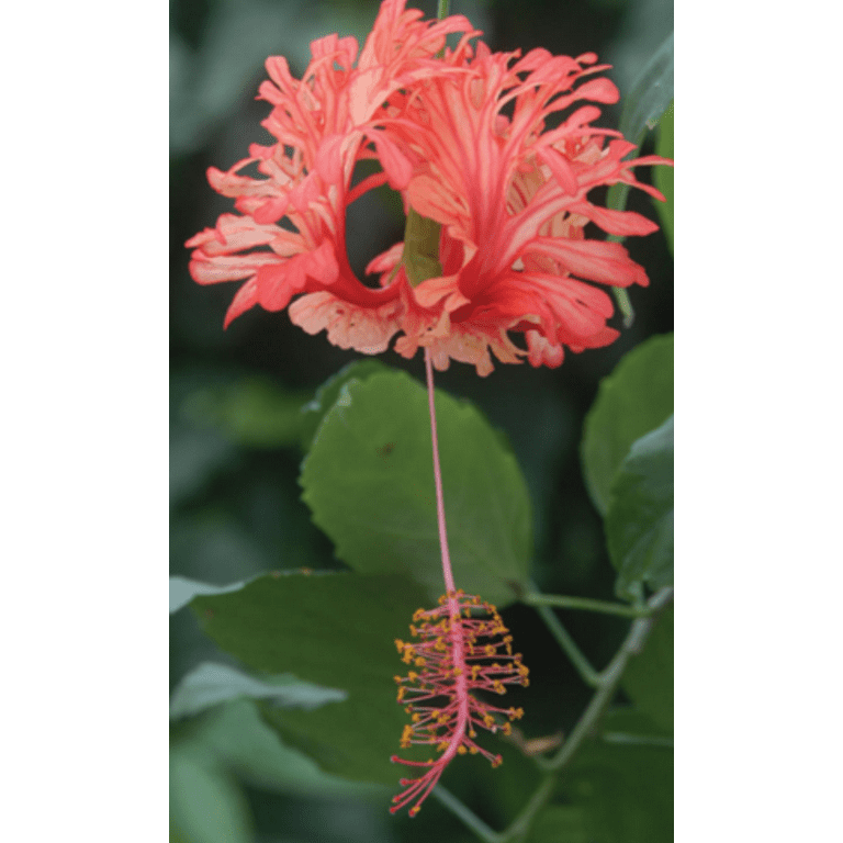 Hibiscus 'Japanese Lantern', Hibiscus schizopetalus live plant, 1