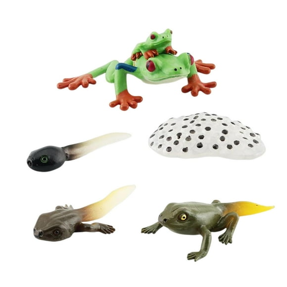 montessori Cycle Figurines Playset Frogs Life Cycle Model for Preschool Children style A