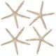 thumbnail image 1 of Decoración artesanal con forma de estrella de mar natural, 4 unidades, PPCLION, 15 a 18 cm, 1 of 1