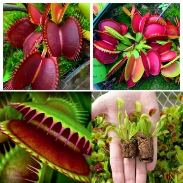 Large Giant Venus Flytrap Live Plant, High Yield Dionaea Muscipula Cultivar Plant