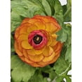 thumbnail image 7 of Bumble Plants Ranunculus Flower Blooming Plant - Full Live Colorful Houseplant in Nursery Pot, Easy Care, Indoor Plant for Beginners, 7 of 7