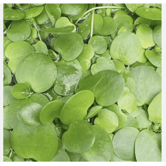 40 Leaf Amazon Frogbit Live Aquarium Floating Plant – Natural Freshwater Tank Plant