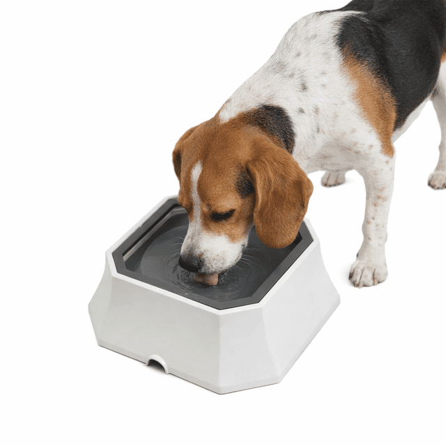 Bebedero para Gato y Perro Anti-derrames anti-deslizante de Plástico 22.5x22x8cm
