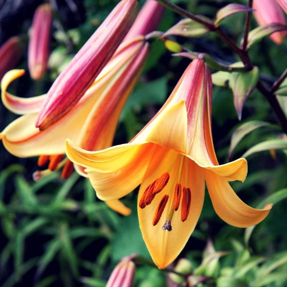 Lilium Trumpet Lily African Queen 1 Flower Bulb - Summer Fragrant Orange Blooms in Sun