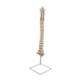 thumbnail image 2 of Vertebral Modelo Detallado de La Vertebral 88 Cm, Modelo de Enseñanza de Tamaño Real de Anatomía con Modelo de Esqueleto Base para shamjiam modelos de columna, 2 of 8
