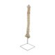 thumbnail image 2 of Modelo detallado de la vertebral vertebral Modelo de esqueleto de 35 ", con base Anatomía Tamaño real, Modelo de enseñanza para Cola modelos de columna, 2 of 8