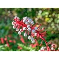 thumbnail image 5 of 10 DOLL'S EYES Flower White Baneberry Cohosh Actaea Pachypoda Alba Seeds, 5 of 11