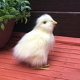 thumbnail image 3 of Peluche HUOGUO Chirpy Chick Easter Chick para niños de 9 cm, 3 of 5