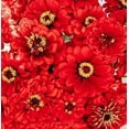 thumbnail image 3 of "Will Rogers" Zinnia Seeds for Planting, 50+ Heirloom Flower Seeds Per Packet Non GMO Seeds, Botanical Name Zinnia elegans, Great Home Garden Gift, 3 of 8