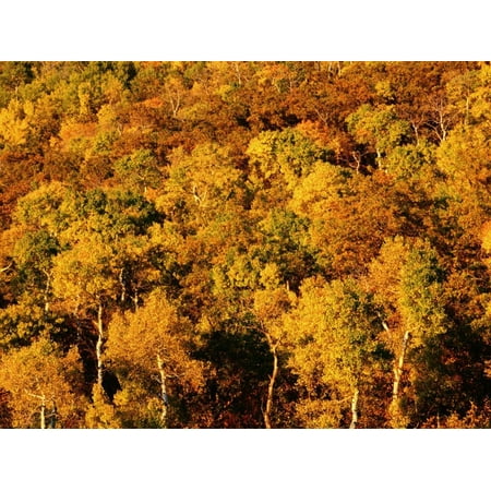 Autumn Foliage on Aspen Trees, Steamboat Springs, Colorado Print Wall Art By Holger (Best Trees To Plant In Colorado Springs)