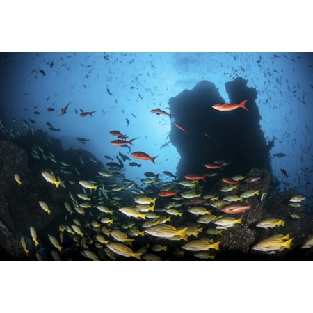 Schooling fish swim over a rocky reef near Cocos Island Costa Rica Canvas Art - Ethan DanielsStocktrek Images (17 x 12)