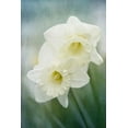 thumbnail image 2 of Stalus, Judy 17x24 Black Ornate Wood Framed with Double Matting Museum Art Print Titled - White Daffodils, 2 of 4