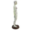 thumbnail image 2 of BELOVING 21.2inch Tall Model Accessory for Professionals Human Body Model Female, 2 of 9
