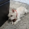 thumbnail image 2 of Elkhorn Premium Chews Small whole (4-6” long) elk antler chew for 0-20 lb dogs (1 pack) all-natural premium-grade antler bone, sourced in the USA, 2 of 6