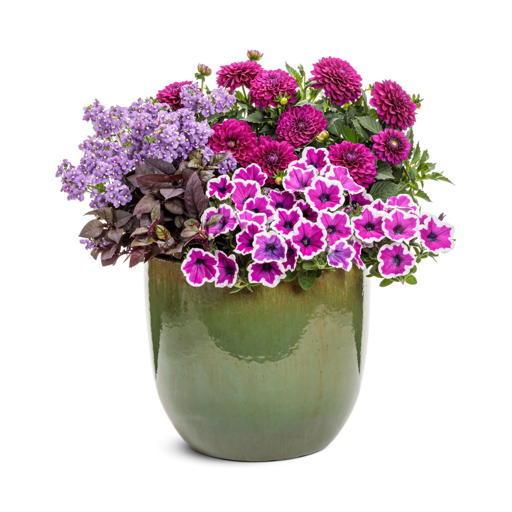 Proven Winners 4" Purple Bluebird Nemesia Live Plant in 4.25" Pot (4 Count)