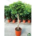 thumbnail image 5 of Umbrella Tree - 'Gold Capella' Live Braided Schefflera Arboricola - Florist Quality - Beautiful Indoor Tree - 3 Feet Tall, 5 of 7
