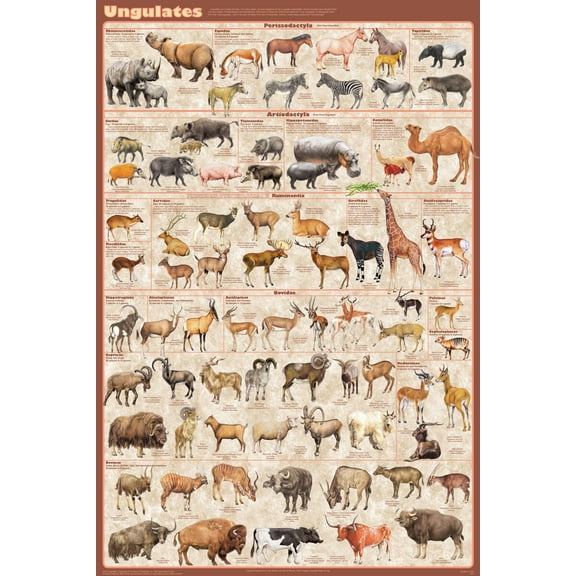 Ungulates Educational Poster 24x36