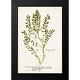 thumbnail image 2 of Unknown 11x14 Black Modern Framed Museum Art Print Titled - Nature Printed Ferns X, 2 of 5