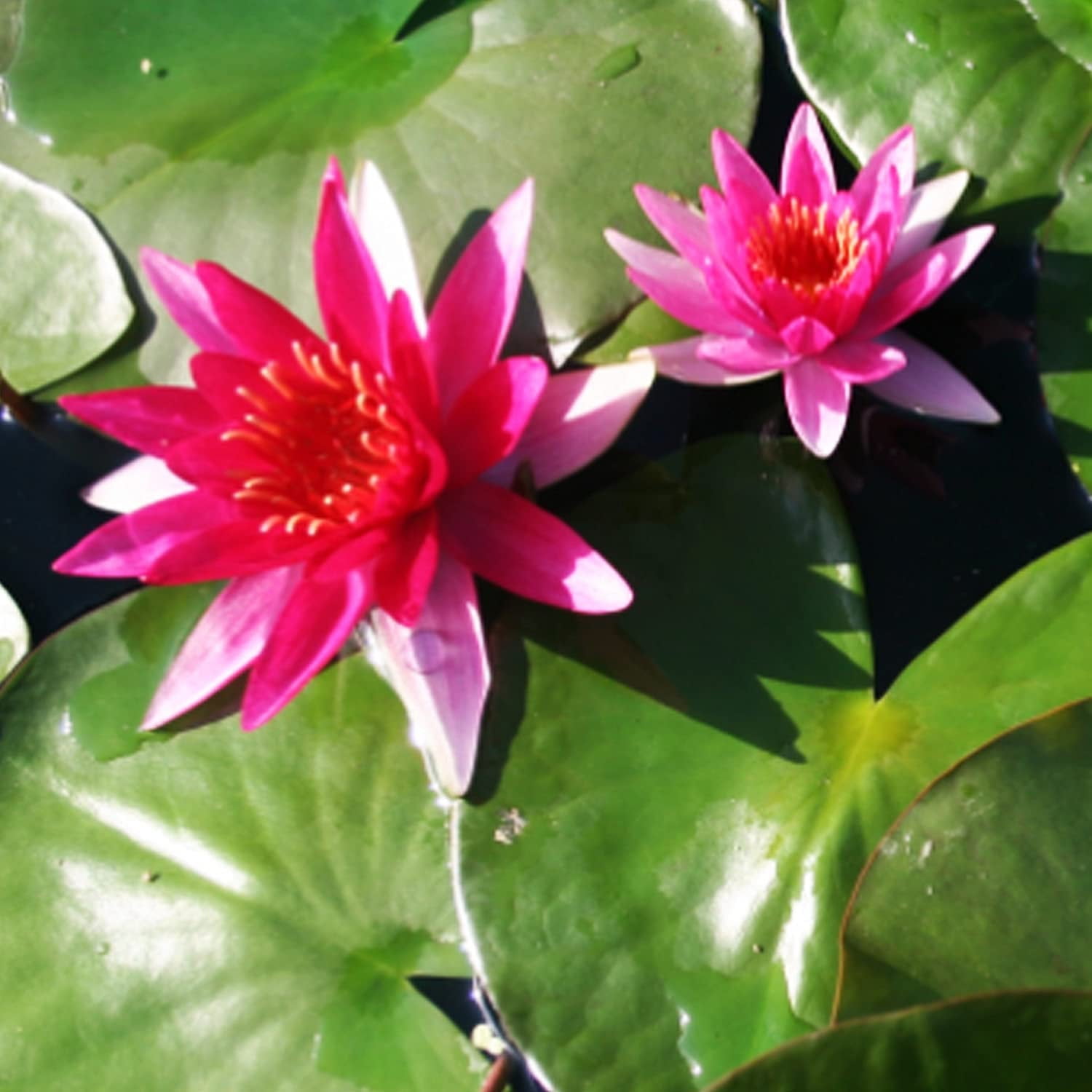 buy-nymphaea-gloriosa-hardy-water-lily-tuber-live-water-plants-for-pond