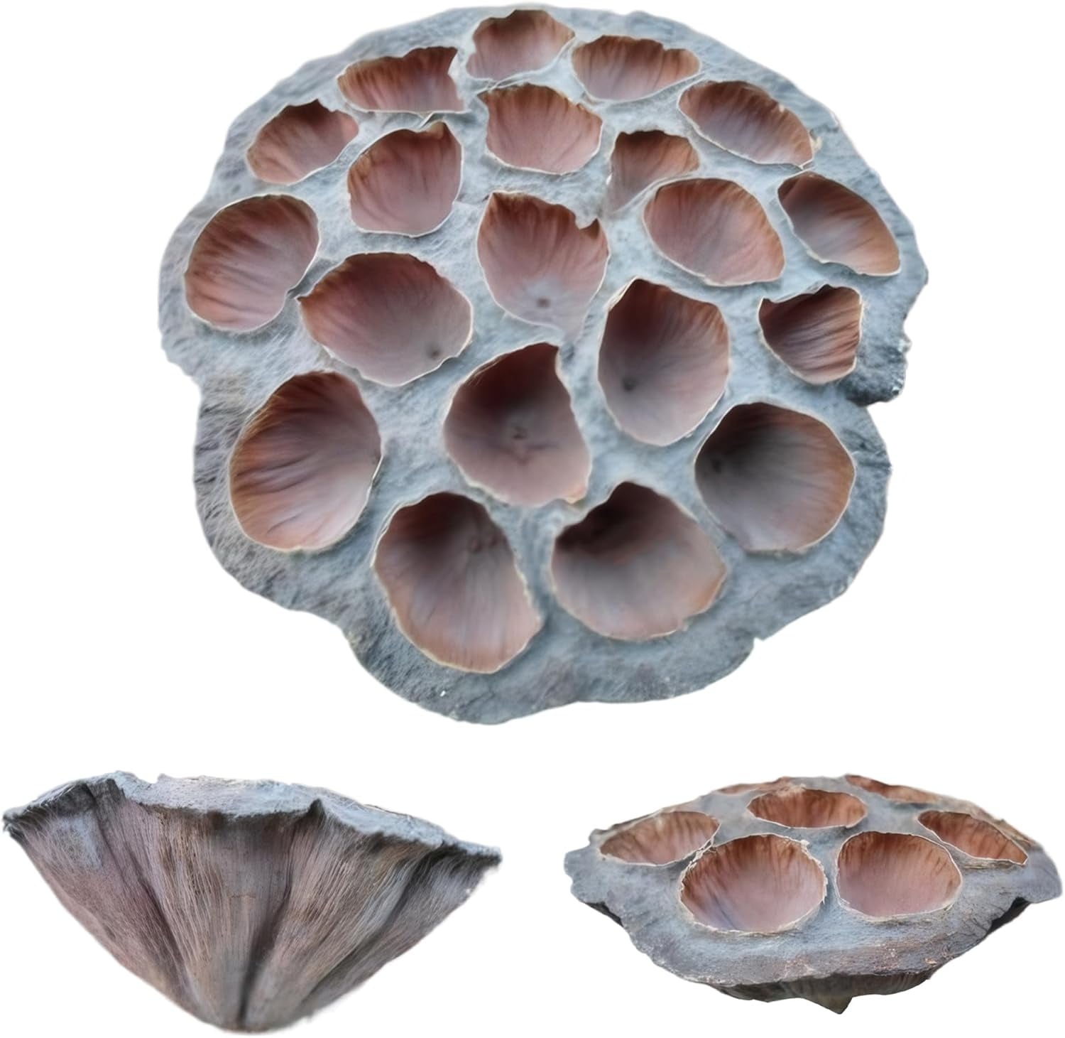 Natural Brown Dried Lotus Pods: 8 Pcs Lotus pod Heads, Mini Lotus pods no Stems for DIY Crafting Vase Decor Dried Flowers Dried Fruit Decor (8-10CM)