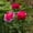 A, variant on Garden Climbing Frame Green Grid Support Peony Support Frame Flower Pot Frame Horticultural Fixing Rod, Support Garden Flower Stakes And Support For Climbing Vegetable Rattan Clip