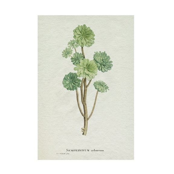 Trademark Fine Art Pierre Redoute Redoute Succulent III Canvas Wall Art