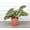 Terra Cotta, variant on Live Red Prayer Plant - 4" Eco Pot - Natural