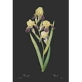 thumbnail image 2 of CAG 11x14 Gold Ornate Wood Framed with Double Matting Museum Art Print Titled - Iris squalens - Dark, 2 of 4