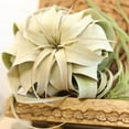 thumbnail image 3 of Altman Plants Large Tillandsia Xerographica Live Air Plant (3 Pack), 3 of 9