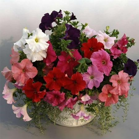Petunia - Supercascade Series Flower Garden Seed - 1000 Pelleted Seeds - Mixed Color Blooms - Annual Flowers - Single Grandiflora Petunias