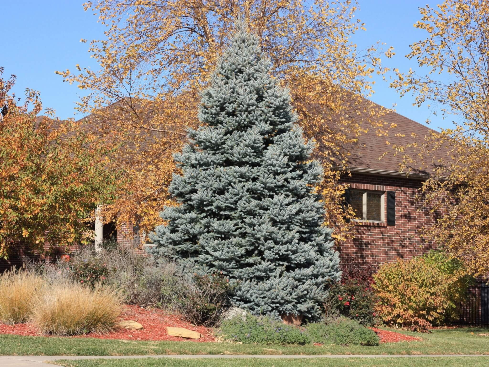 Expert Gardener 3.25G Colorado Blue Spruce Evergreen Live Shrub, Full Sun