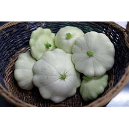 Sunburst Squash Seed - Squash Early White Bush Scallop Garden Heirloom Vegetable 100 Seeds