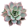 thumbnail image 2 of Echeveria Subsessilis (2"+ Clay Pot) - Tiny, Lovely, Easy to Care Succulents - Live Succulents for Home Office, 2 of 3