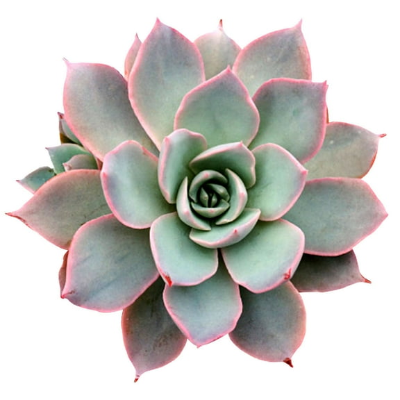 Echeveria Subsessilis (2"  Plastic Pot) - Tiny, Lovely, Easy to Care Succulents - Live Succulents for Home Office