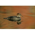 thumbnail image 2 of Morris, Arthur 18x13 White Modern Wood Framed Museum Art Print Titled - Ohio, Cleveland Hooded merganser moving in water, 2 of 4