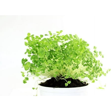 Chia Seeds for Planting - Chia Microgreens (20,000 Seeds)