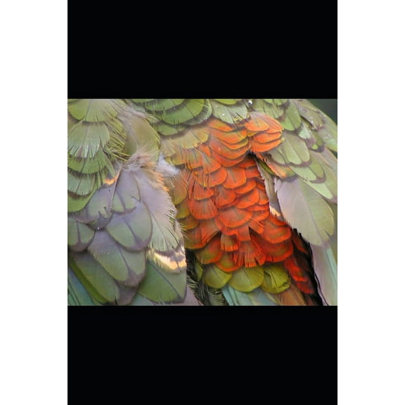 Collected Poems Volume Four 2016-2020 (Paperback)