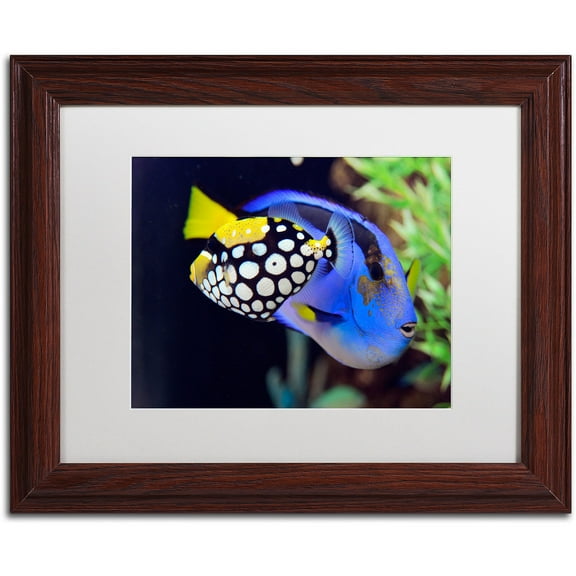 Trademark Fine Art "Colorful Tropical Fish" Canvas Art by Kurt Shaffer, White Matte, Wood Frame