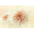 thumbnail image 2 of Parker, Jacky 18x13 White Modern Wood Framed Museum Art Print Titled - Cafe Au Lait Dahlia, 2 of 4