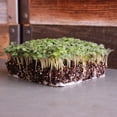 thumbnail image 2 of White Ice Mustard Garden Seeds - 25 Lb - Certified Organic, Non-GMO - Herb & Microgreens Seeds - Grow Micro Greens, 2 of 3