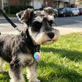 thumbnail image 3 of Ohmyroo Rechargeable Pet Collar Light Waterproof LED Safety Pendant For Night Walk, 3 of 5