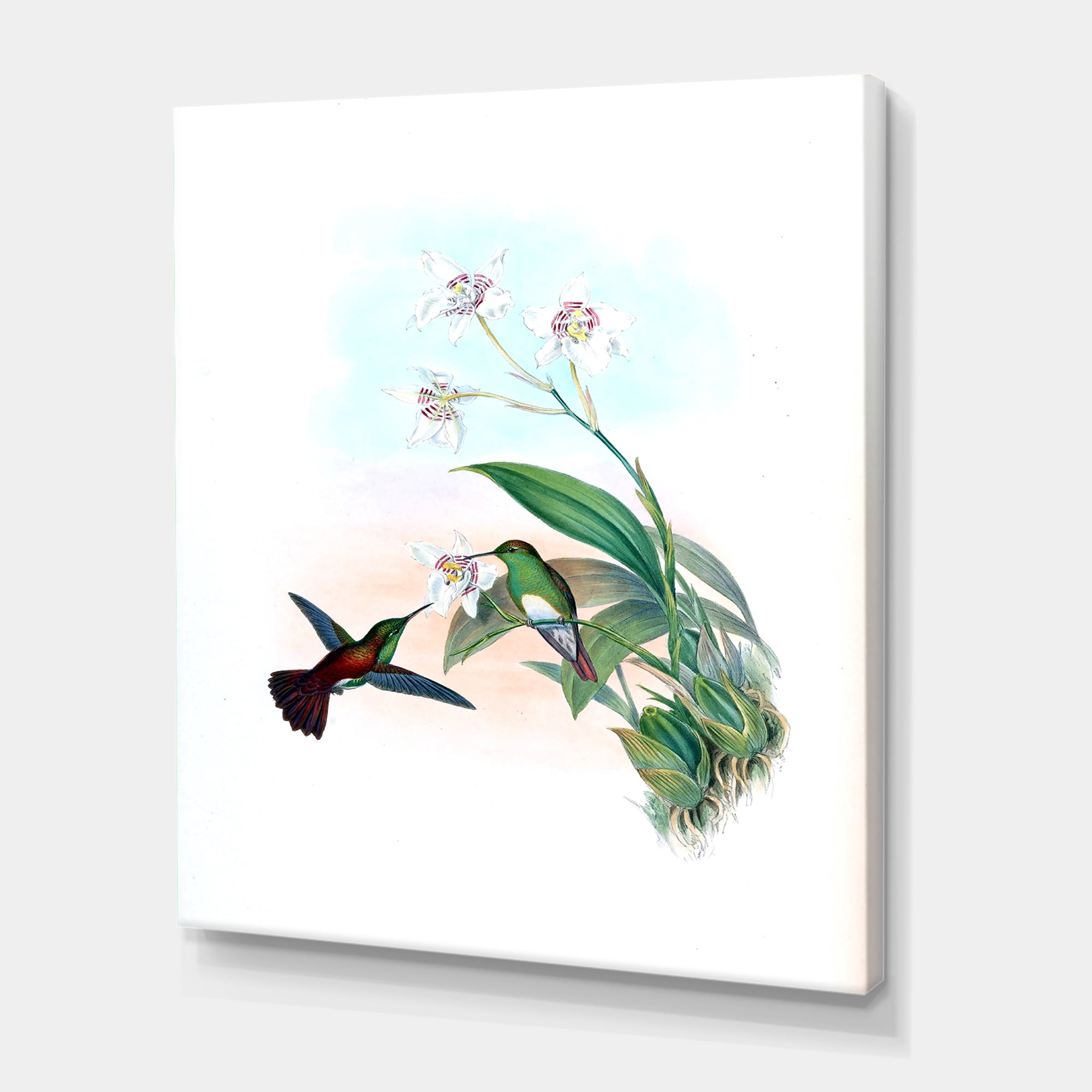 Designart ' Historic Hummingbird Flying To A Flower ' Traditional Canvas Wall Art Print