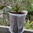 thumbnail image 3 of LCXmlly Planter Pot Plant Pot Transparent Thickened Large Capacity Breathable DIY Permeable Tall Flower Pot, 3 of 5
