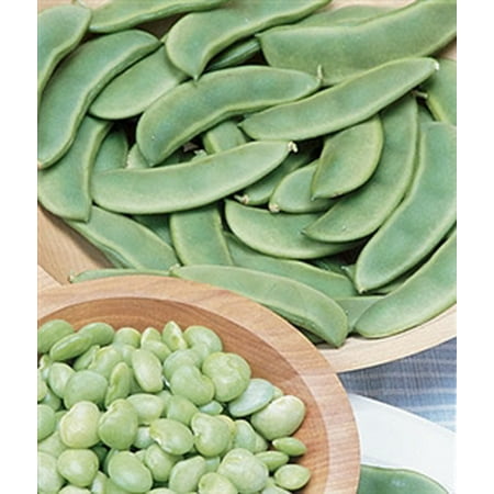 Lima Bean Fordhook Bush Seed Heirloom - 1 Packet (Best Green Bean Seeds)